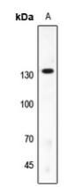 SAP130 Antibody[47873]