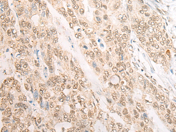 CDX4 Antibody[46947]