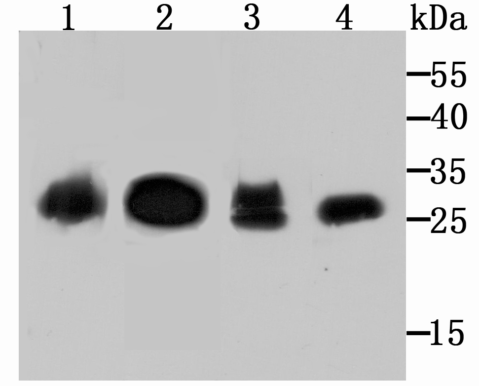 Carbonic anhydrase 2 Rabbit mA