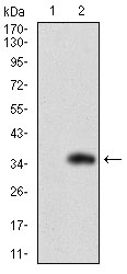 FATP2 Antibody[48437]