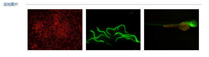 体视数显荧光模块