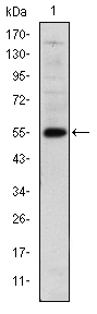LHX2 Antibody[48464]