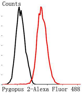 Pygopus 2 Antibody[48229]