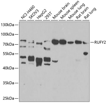 RUFY2 Polyclonal Antibody[3140