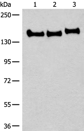 CNTNAP2 Antibody[46529]