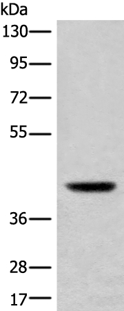 USP12 Antibody[46696]