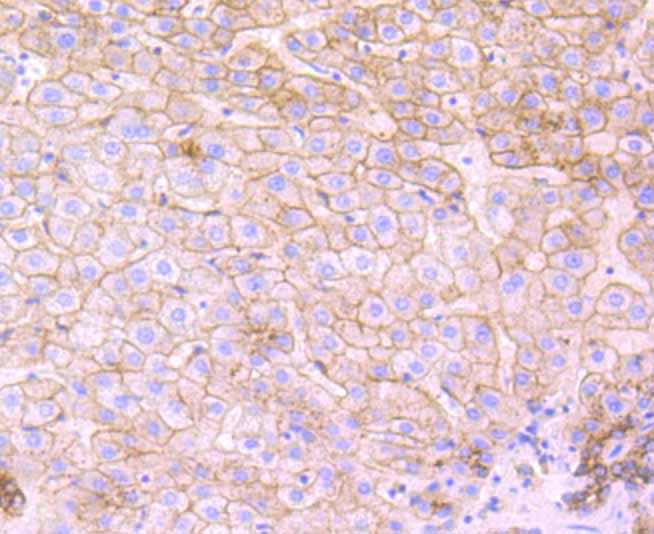 Flotillin 1 Rabbit mAb[49861]