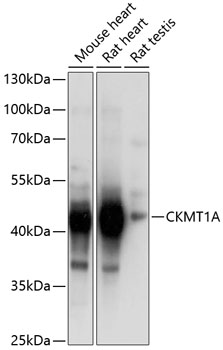 CKMT1A Polyclonal Antibody[306