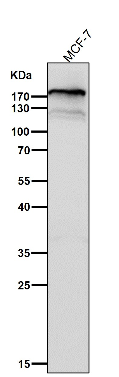 C3 Rabbit mAb[49413]