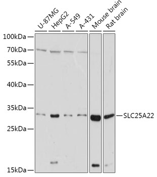 SLC25A22 Polyclonal Antibody[3