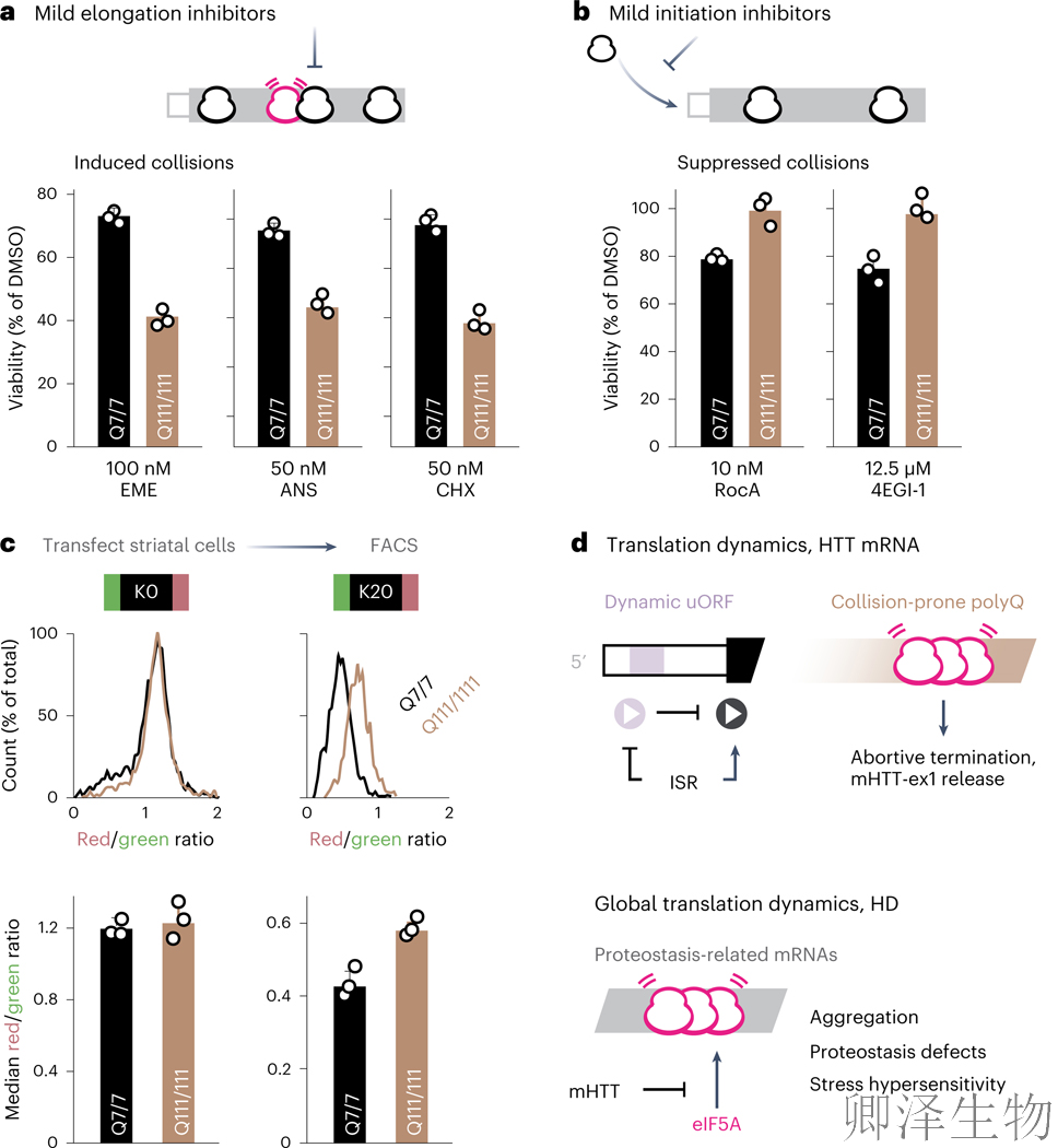 【核糖体碰撞-经典研究】 解密亨廷顿舞蹈症：核糖体碰撞如何引发神经元全局崩溃？