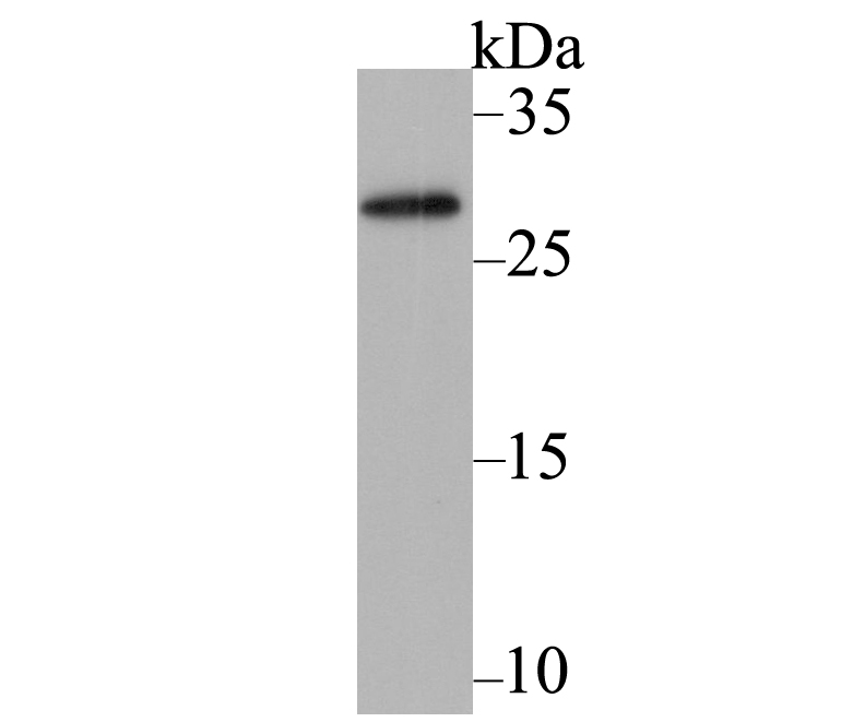mAID-tag Antibody[48546]