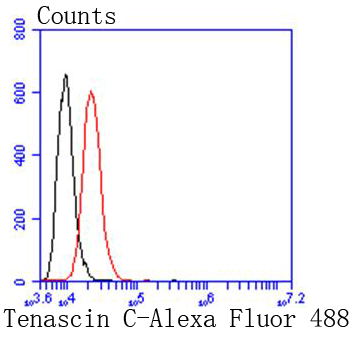 Tenascin C Rabbit mAb[48835]