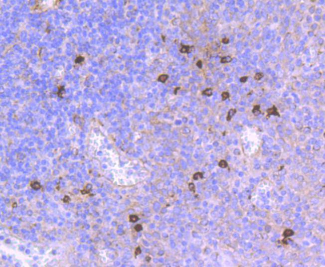 THY1 Rabbit mAb[49406]