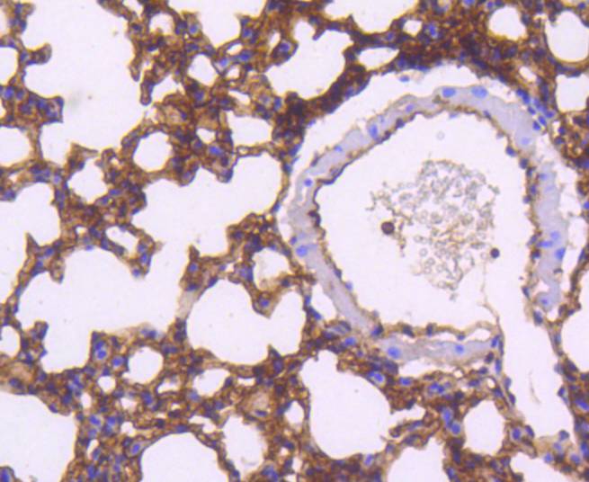 Moesin Rabbit mAb[48981]