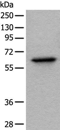 BAIAP2L1 Antibody[46330]