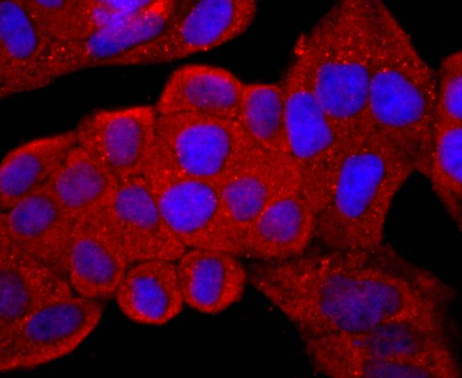 CD99 Rabbit mAb[49349]