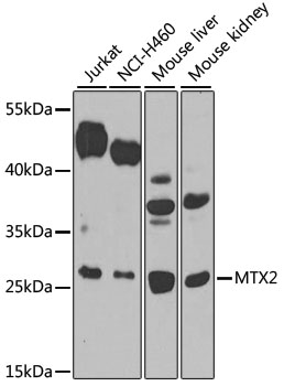 MTX2 Polyclonal Antibody[31386