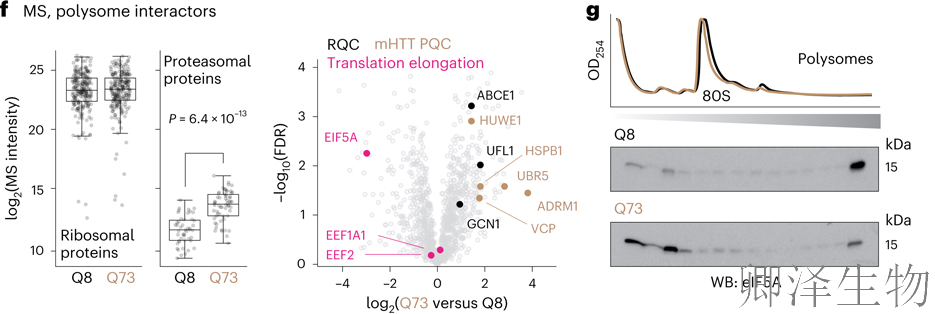 【核糖体碰撞-经典研究】 解密亨廷顿舞蹈症：核糖体碰撞如何引发神经元全局崩溃？