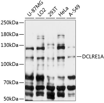 DCLRE1A Polyclonal Antibody[28