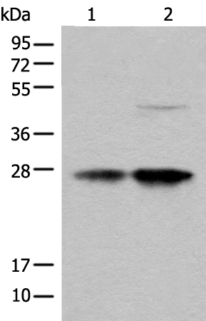 COA7 Antibody[46530]