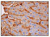 RBP Antibody[48333]