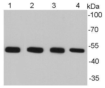 Alpha-tubulin Antibody[48502]