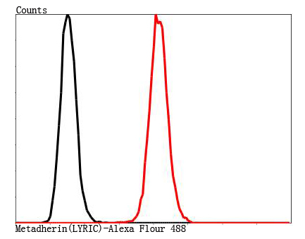 Metadherin(LYRIC) Antibody[482