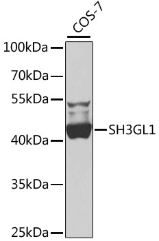 SH3GL1 Polyclonal Antibody[309