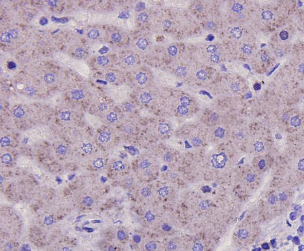 GPR49/LGR5 alpha/beta Antibody