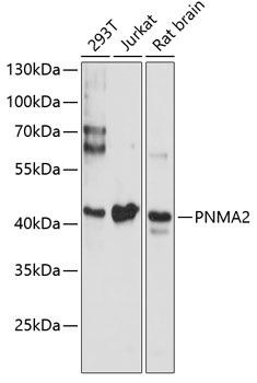 PNMA2 Polyclonal Antibody[3056