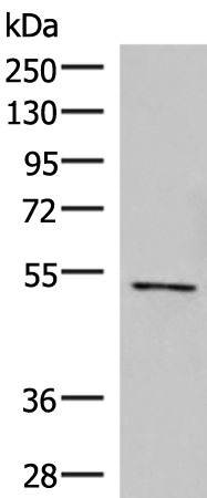 POLD2 Antibody[47414]