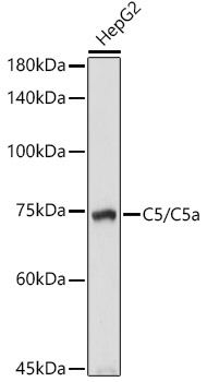 C5 Polyclonal Antibody[31439]