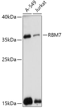 RBM7 Polyclonal Antibody[30094