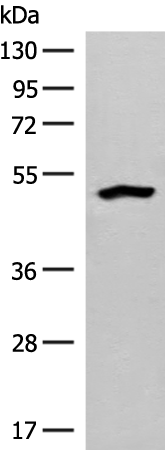 FBXO9 Antibody[47760]