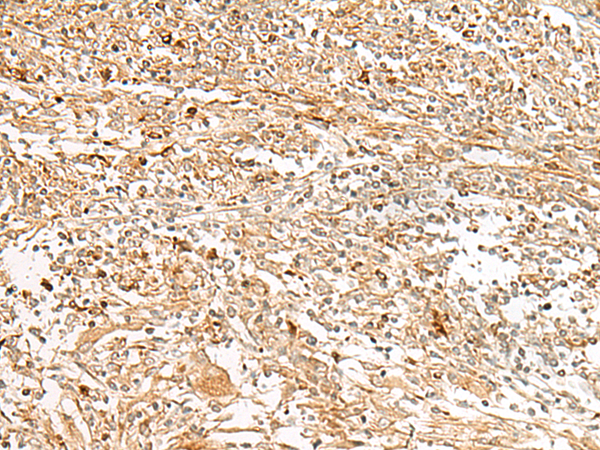 GPR151 Antibody[47770]