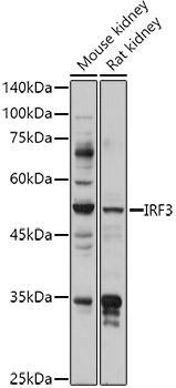 IRF3 Polyclonal Antibody[29049