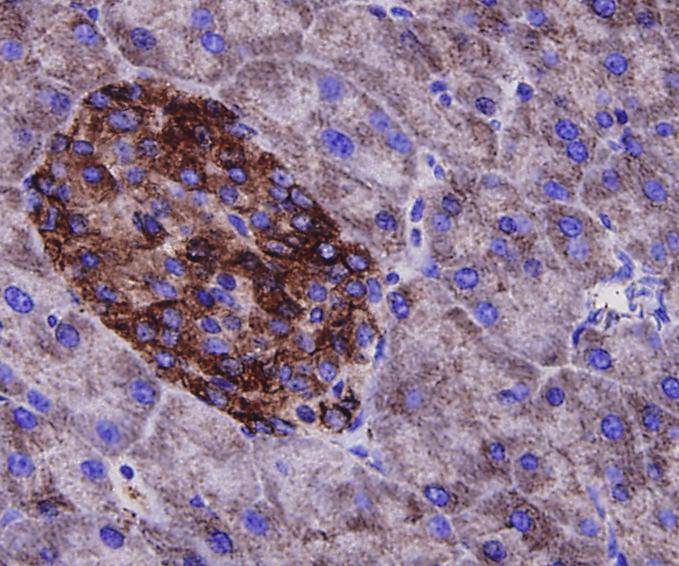 Alpha-tubulin Antibody[48502]