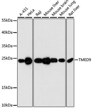 TMED9 Polyclonal Antibody[3045