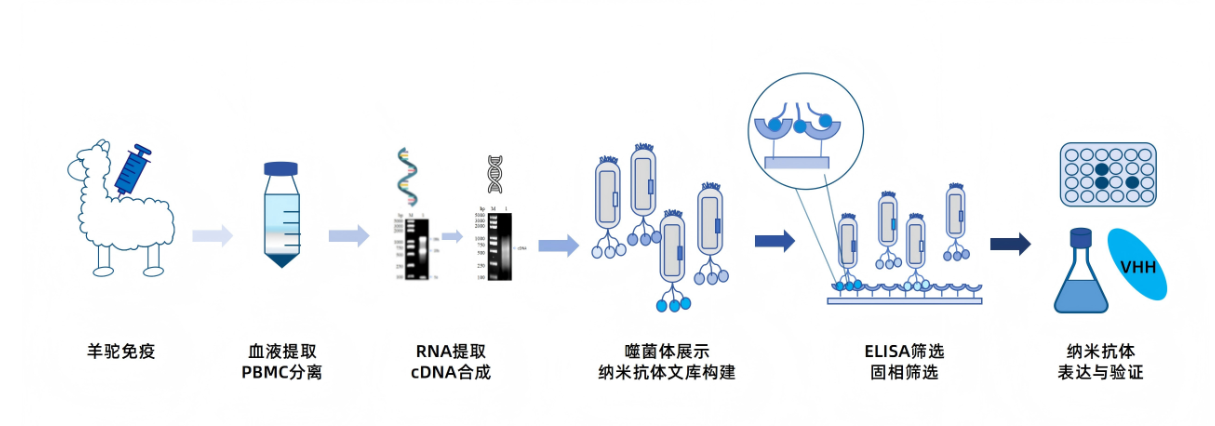 羊驼纳米抗体文库构建服务