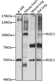 RUSC1 Polyclonal Antibody[2895