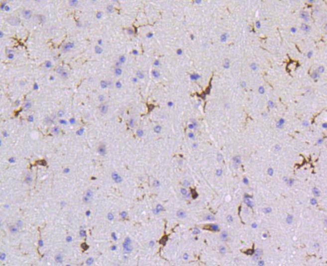 SHP1 Rabbit mAb[48636]
