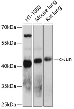 c-Jun Polyclonal Antibody[2908