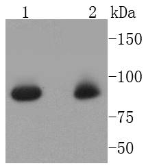 STAT5a Rabbit mAb[48973]