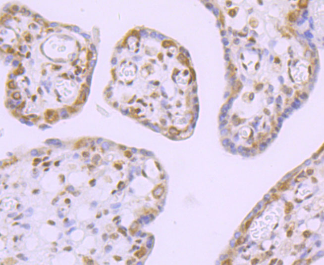 DDX5 Rabbit mAb[49625]