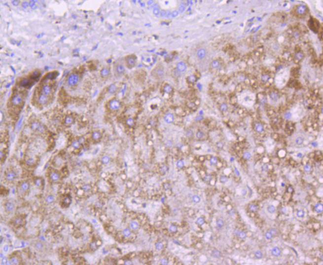 Cytochrome C Rabbit mAb[48927]