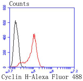 Cyclin H Rabbit mAb[49100]
