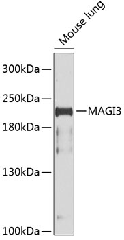 MAGI3 Polyclonal Antibody[3176
