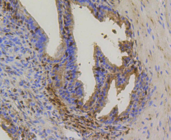Hsp70 Rabbit mAb[48597]
