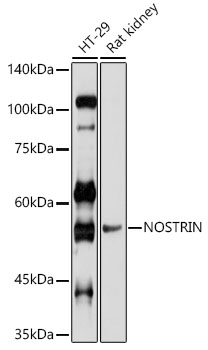 NOSTRIN Polyclonal Antibody[29